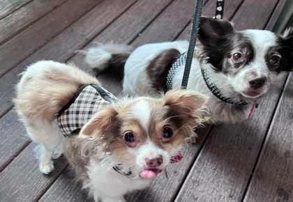 Doggies On The Deck Labs and More