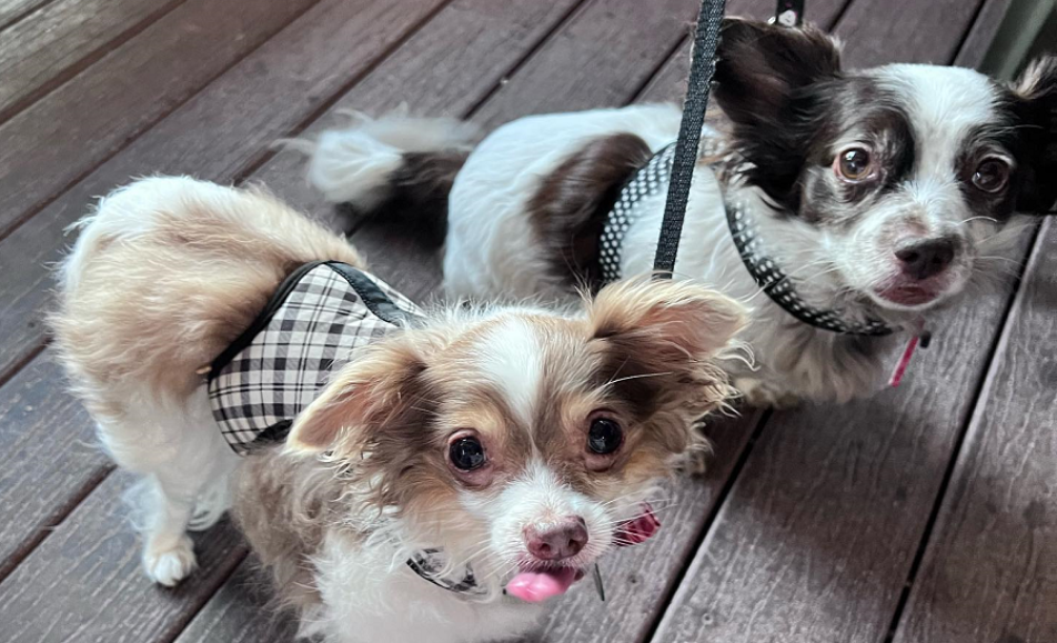 Doggies On The Deck Labs and More