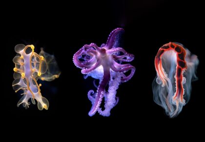 Embodied Pacific exhibition at Birch Aquarium