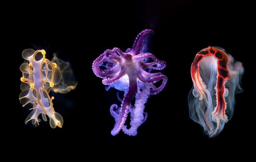 Embodied Pacific exhibition at Birch Aquarium