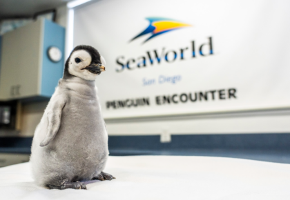 Emperor Penguin at SeaWorld San Diego