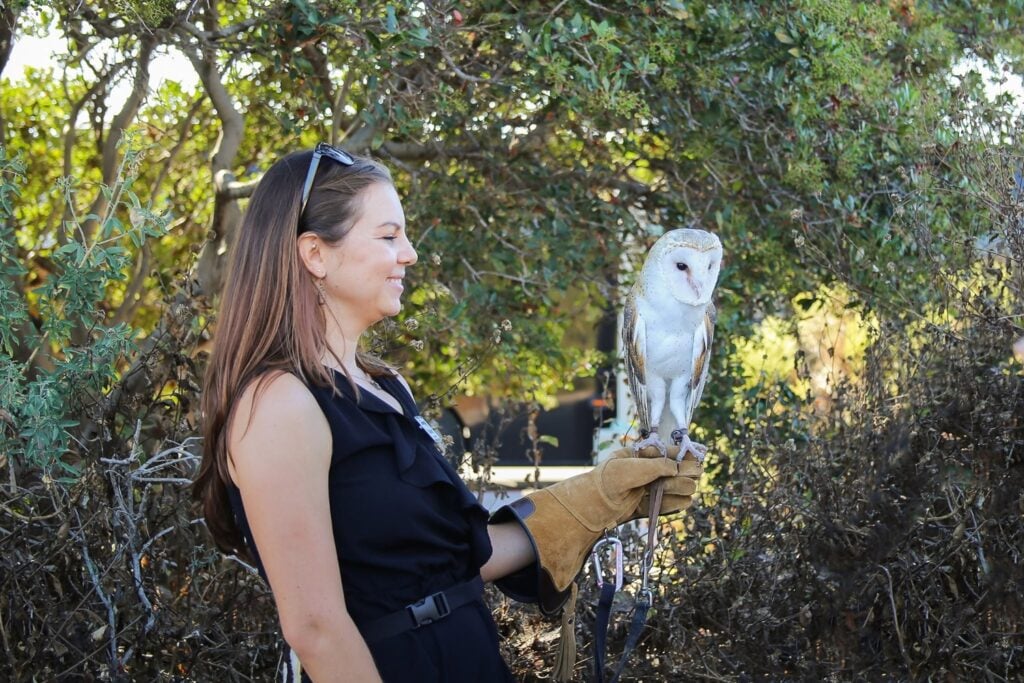 Meet an owl up close at the Farm to Bay Fundraiser at the Living Coast Discovery Center