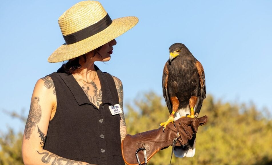 The Farm to Bay Fundraiser brings food, drinks, and wildlife encounters to San Diego Bay