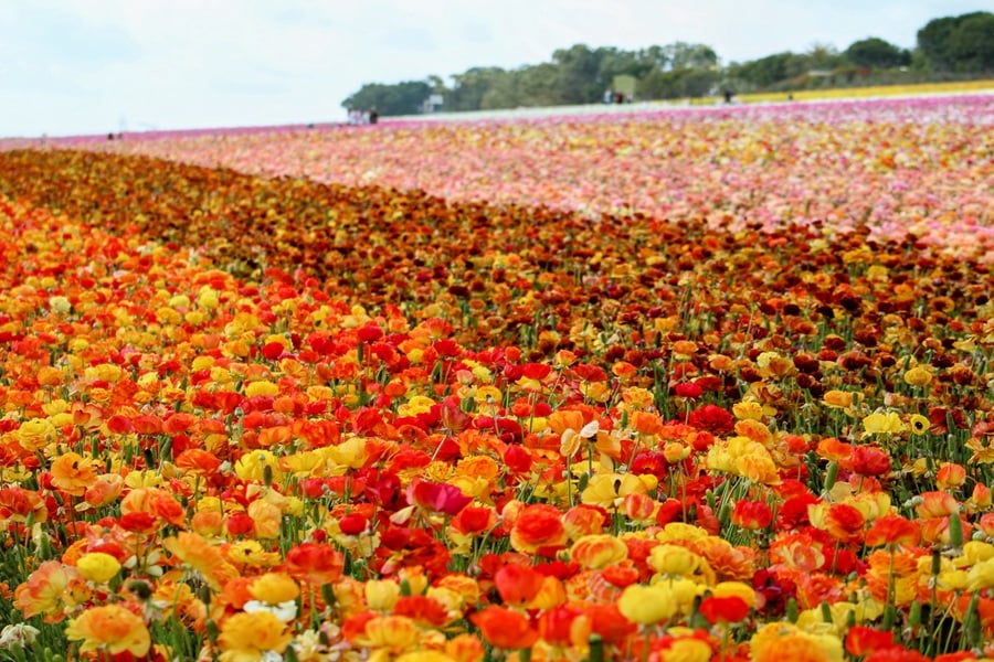 Carlsbad Flower Fields