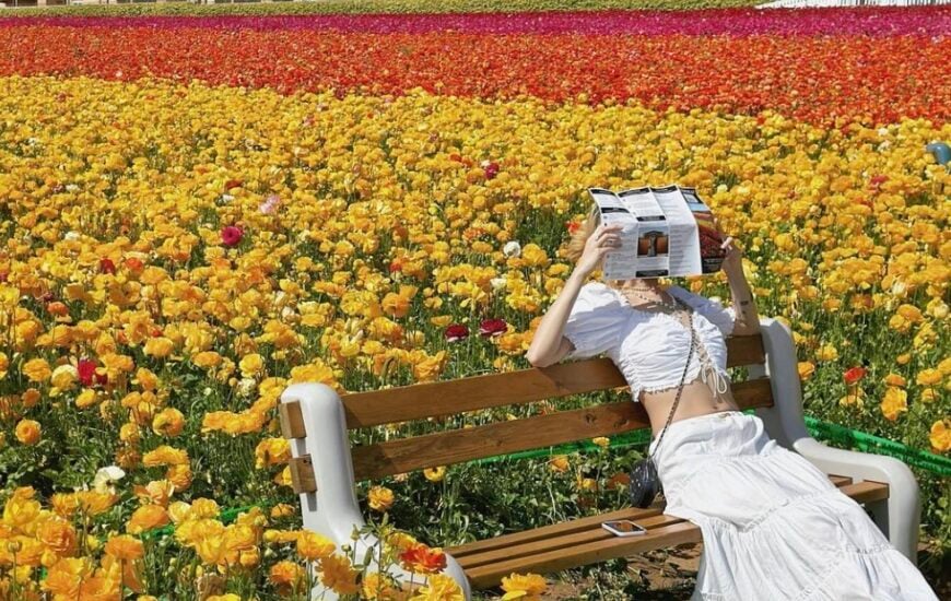 Flower Fields at Carlsbad