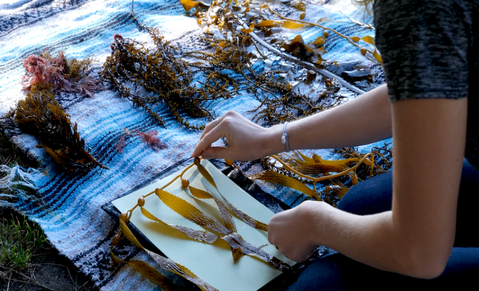 Garibaldi Hosts Cyanotype Workshop & California Kelp Forest Sustainability Reception