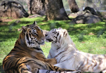 Animals Thriving at Lions Tigers and Bears Rescue Sanctuary