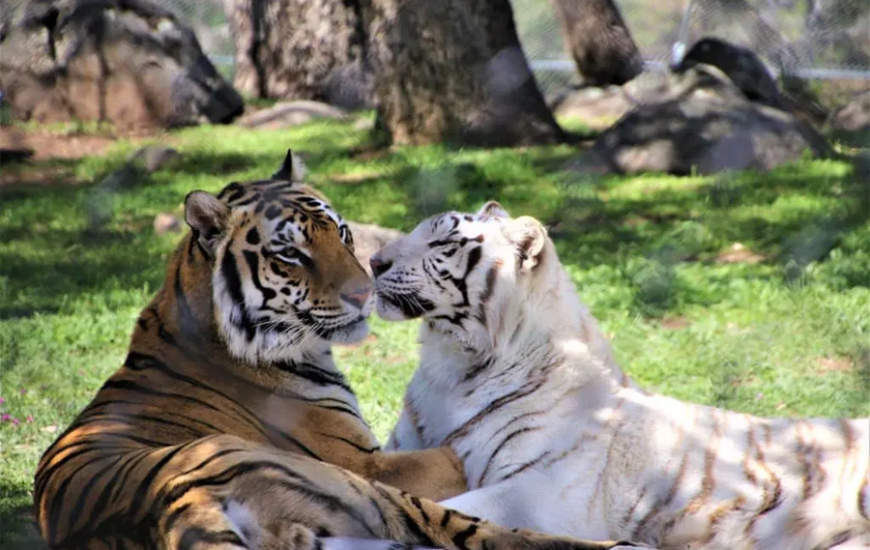 Animals Thriving at Lions Tigers and Bears Rescue Sanctuary