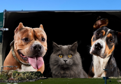 Ground Floor Murals Project At Chula Vista Animal Care Facility Is One For All Animal Lovers