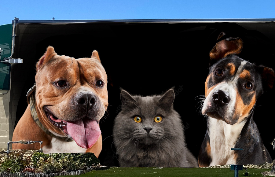 Ground Floor Murals Project At Chula Vista Animal Care Facility Is One For All Animal Lovers