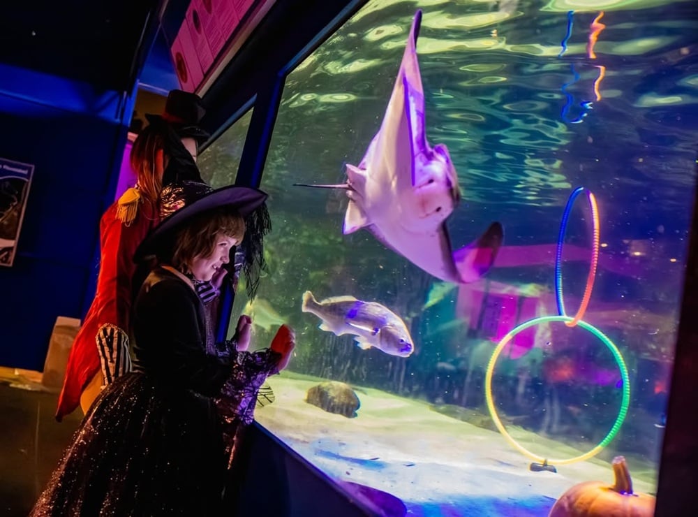 Birch Aquarium Halloween Aglow