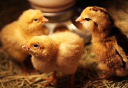 Hawthorne Country Store Celebrates Chicktopia