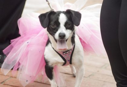 a dog wearing a pink tutu