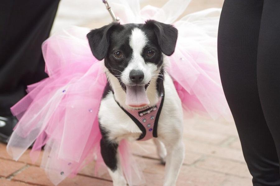 a dog wearing a pink tutu