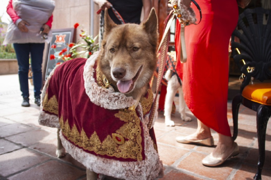 a dog dressed as a king
