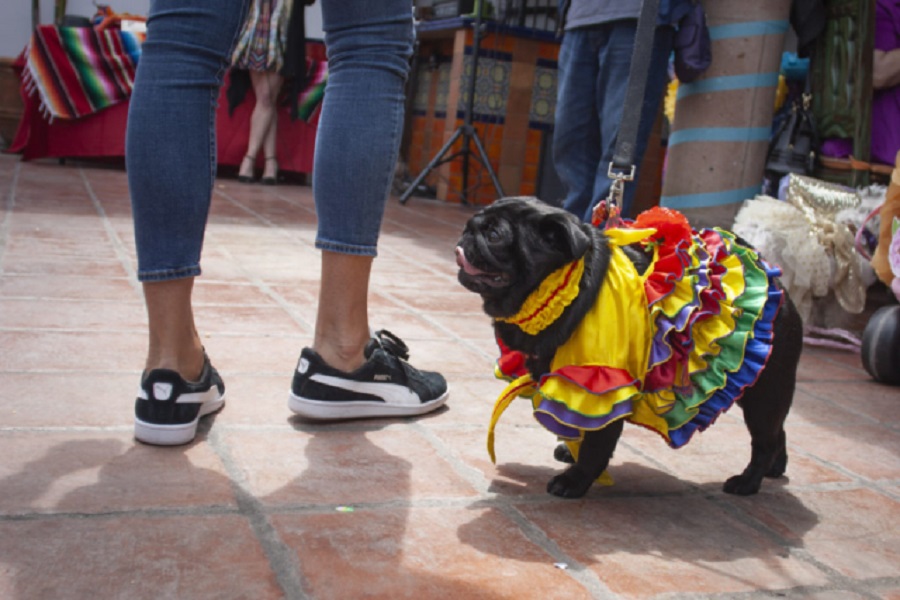 black dog wearing colorful skirt