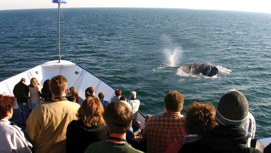 hornblower-san-diego-whale-watching-cruise