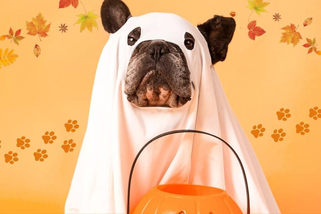 Margaritaville Howl-o-ween