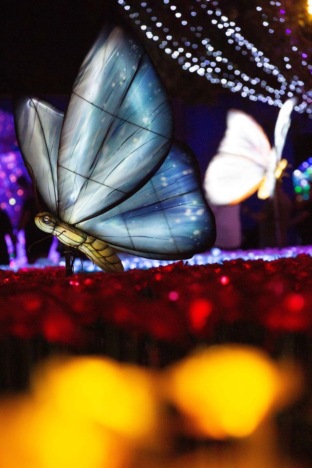 glowing butterflies