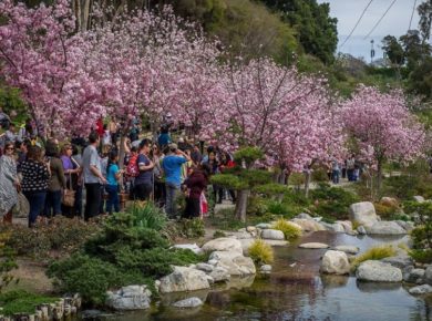 Cherry Blossom Festival 2022 VIP Tickets Now On Sale