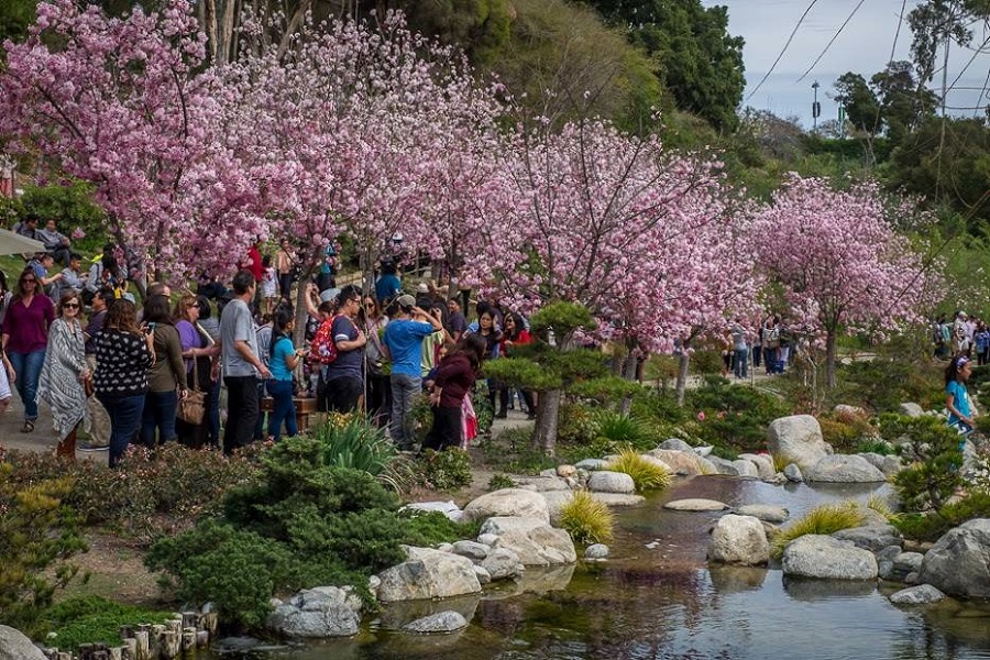 The Annual Cherry Blossom Festival Is Back For Its 18th Year