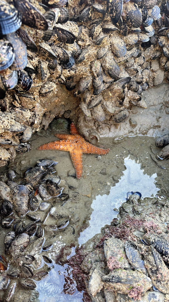 King Tides with Birch Aquarium