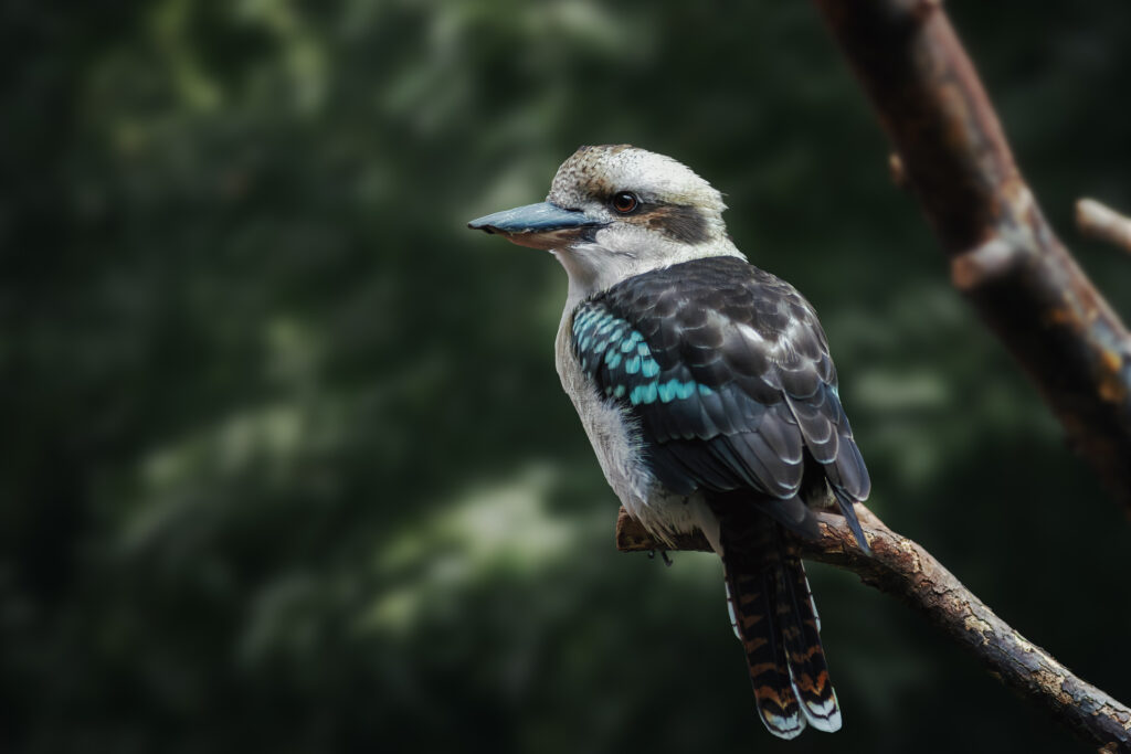 Laughing Kookaburra