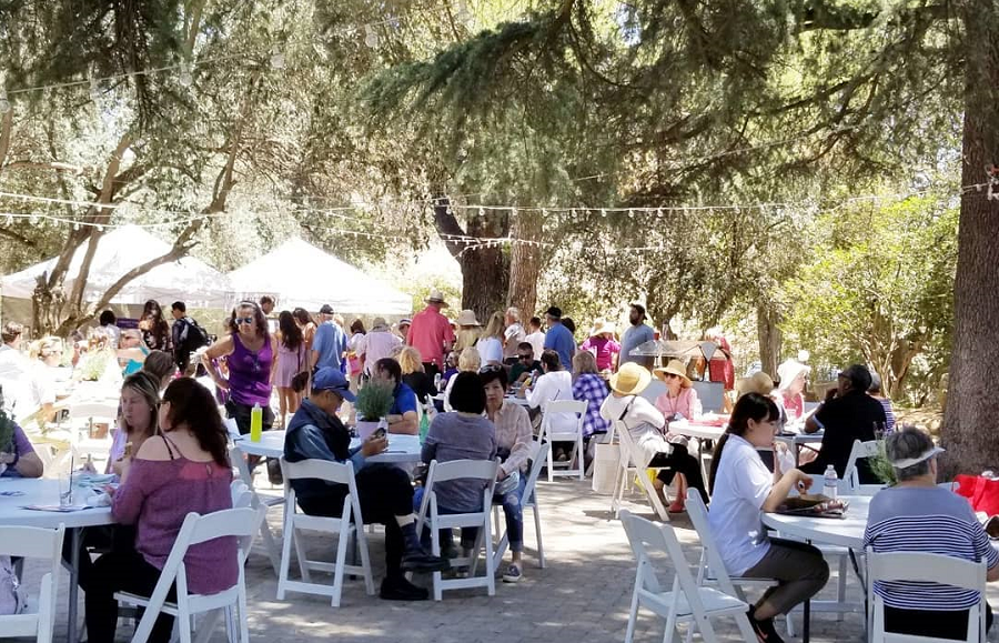 Celebrate The Lavender Harvest Season At The 18th Annual Lavender Festival