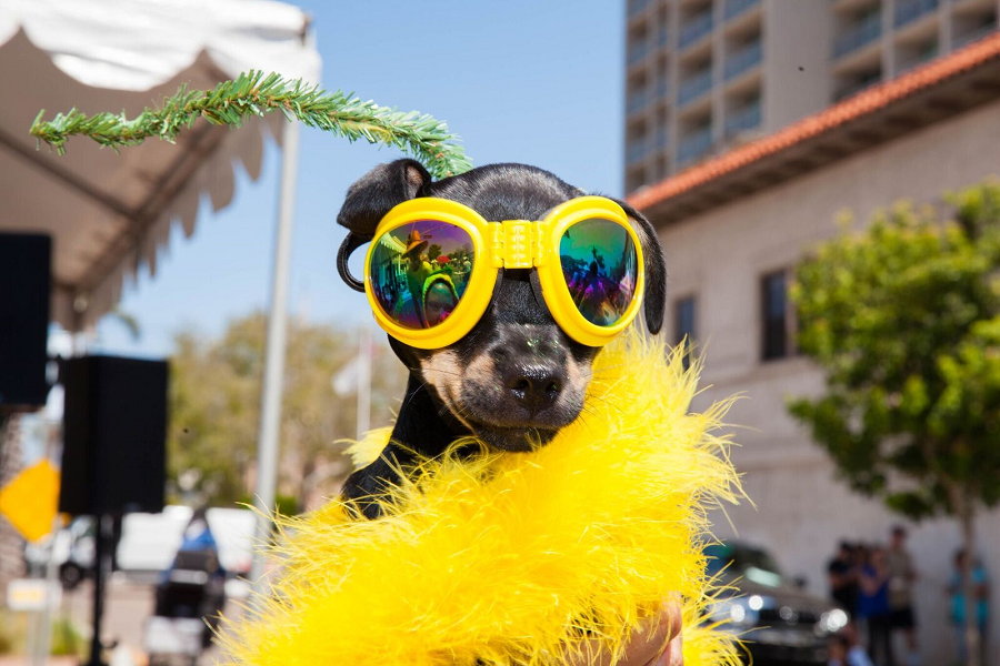 dog wearing yellow furry scarf and sunglasses