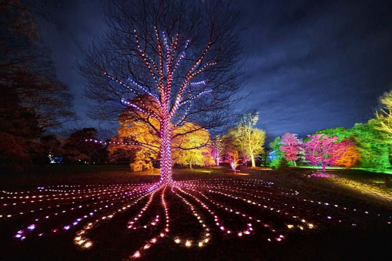 Internationally Acclaimed ‘Lightscape’ Coming To San Diego Botanic ...