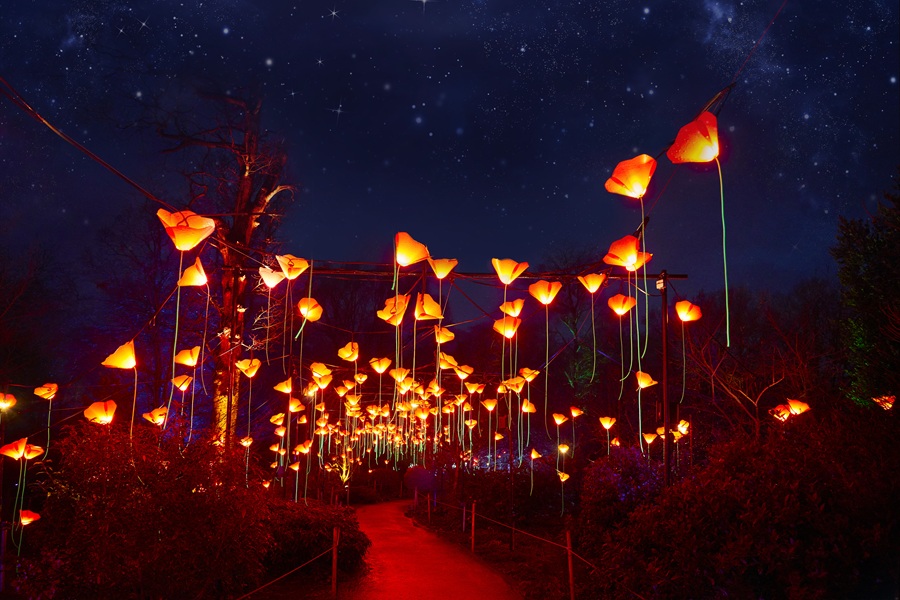 lightscape san diego