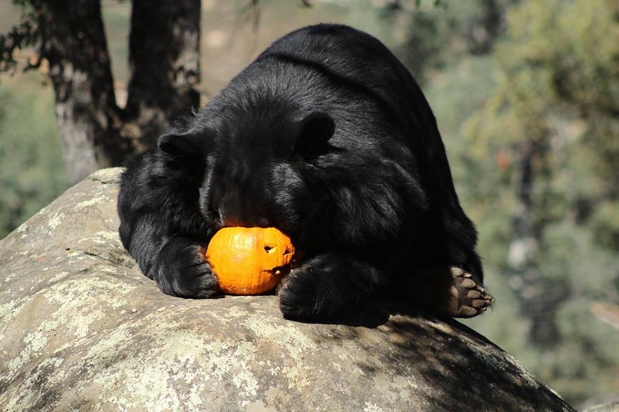 Treat Yourself To Lions Tigers & Bears Pumpkin Bash