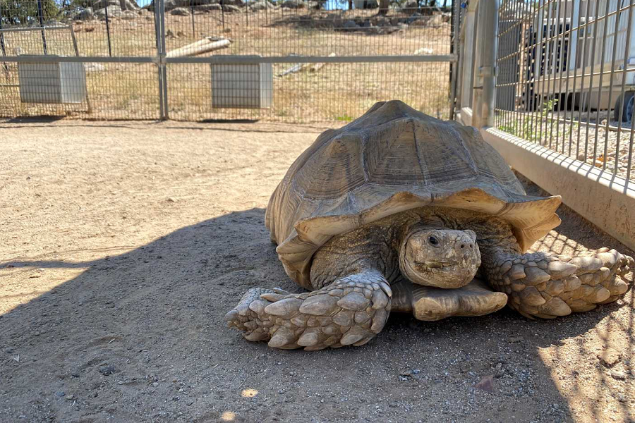 What “Shell” Lions Tigers & Bears’ New Tortoise Be Named?