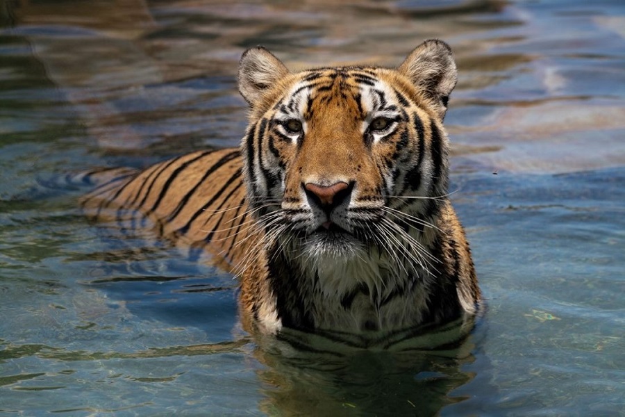 Celebrate With Moka & Nola On International Tiger Day
