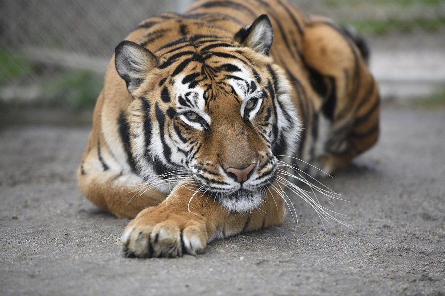 Tigers Opening Valentine's Day Cards At Lions Tigers & Bears In Alpine