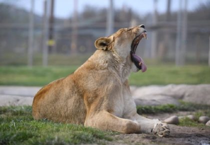 American Me Comedy Show for Lions Tigers & bears