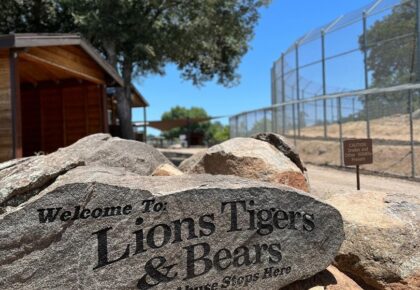 Lions tigers and bears