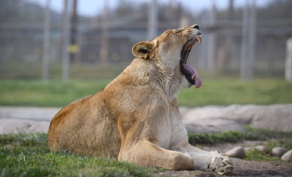 American Me Comedy Show for Lions Tigers & bears
