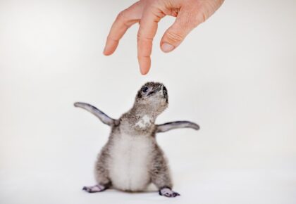 Little Blue Penguin