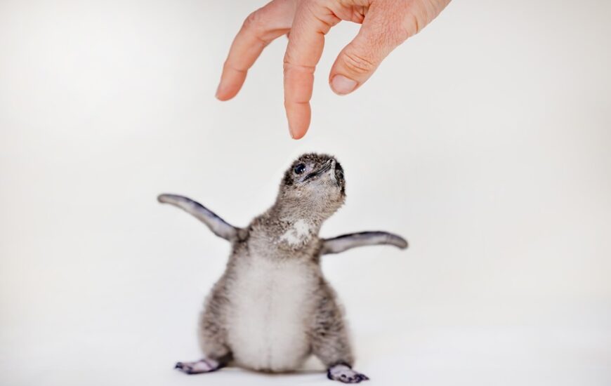 Little Blue Penguin