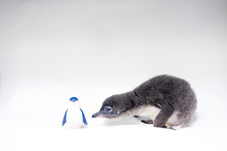 Little Blue Penguin at Birch Aquarium
