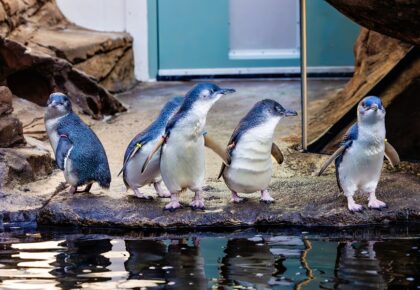 Birch Aquarium Colony presents Little Blue Penguins