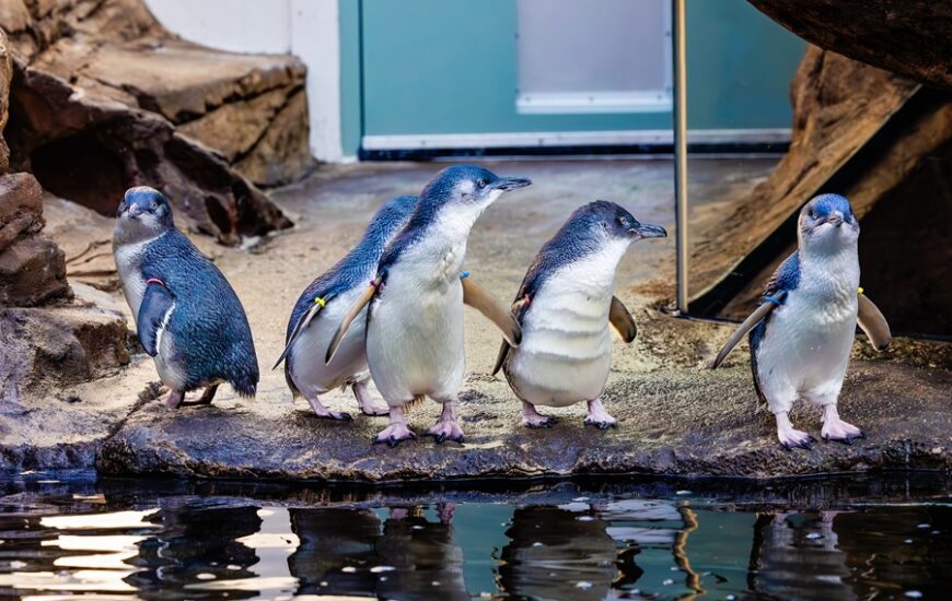 Birch Aquarium Colony presents Little Blue Penguins