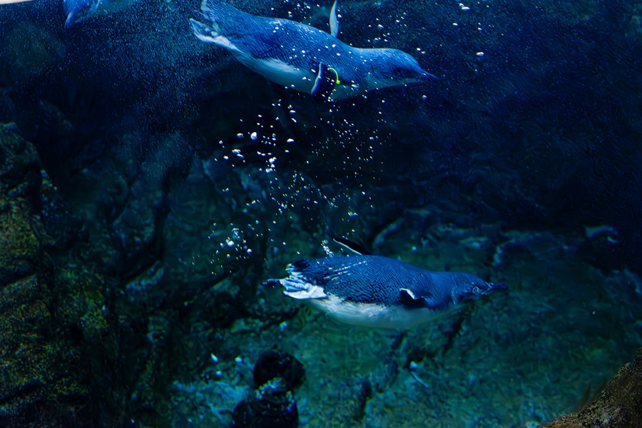Little blue penguins join Birch Aquarium Colony 