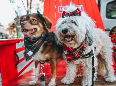 TrustedHousesitters To Spread Holiday Cheer For Shelter Dogs With A Dog Toy Drive