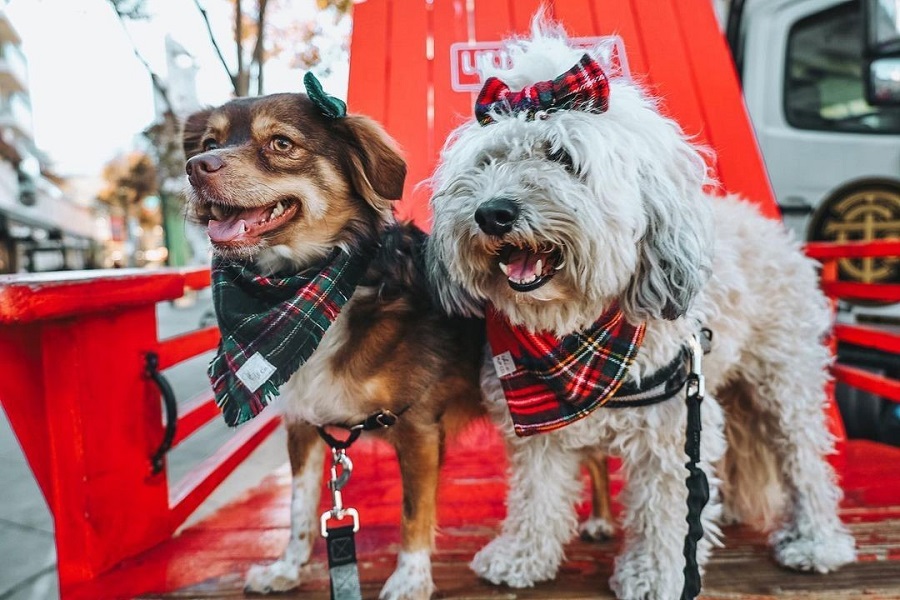 TrustedHousesitters To Spread Holiday Cheer For Shelter Dogs With A Dog Toy Drive