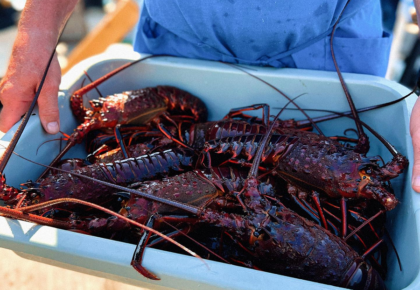 Lobsterfest at Tuna Harbor Dockside Market