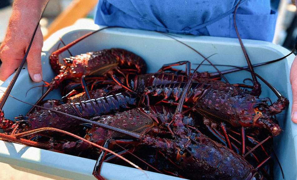 Lobsterfest at Tuna Harbor Dockside Market