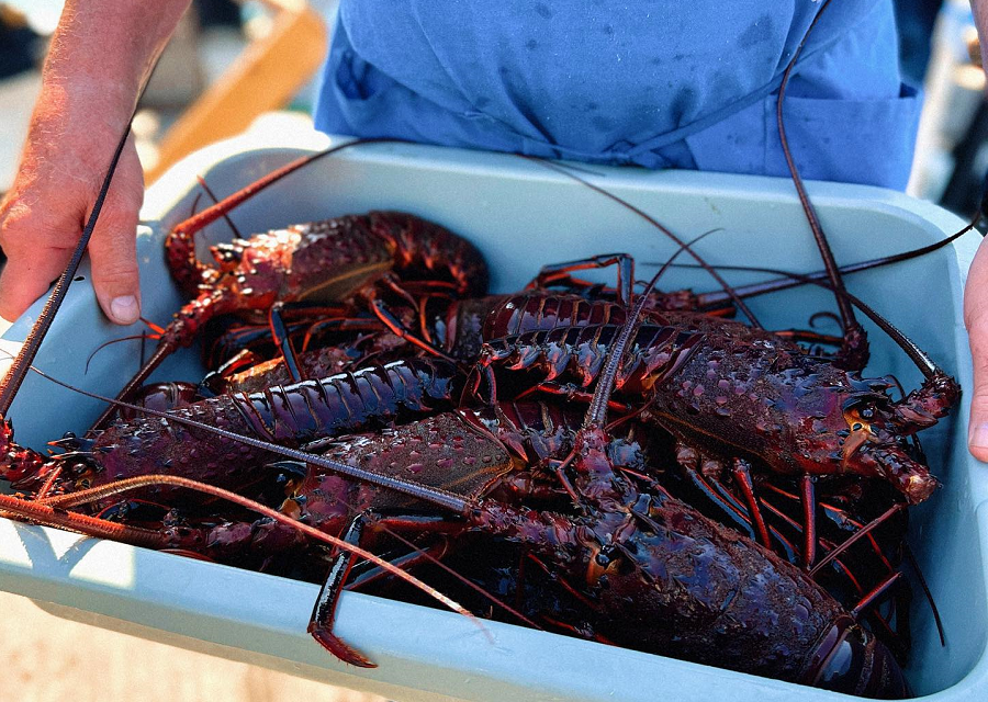 Gear Up For Some Finger-Licking Fun At Lobsterfest 2023