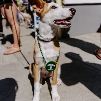 dog on a leash